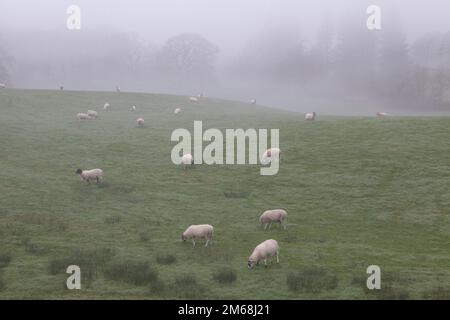 Pecore che pascolano in un campo d'erba a Little Langdale nel Lake District National Park Foto Stock