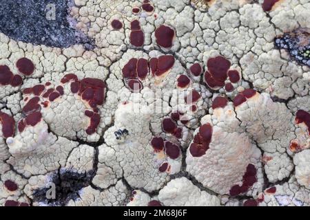 Blutaugenflechte, Blutaugen-Flechte, Ophioparma spec., Ophioparma ventosa oder Ophioparma laponica, crostacei lichen, Krustenflechte auf fels in Nord- Foto Stock