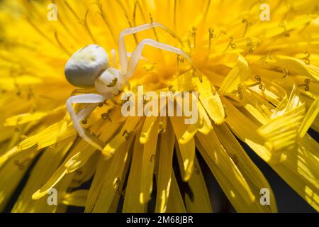 Veränderliche Krabbenspinne, Krabbenspinne, Weibchen lauert auf Blüte auf Beute, Krabben-Spinne, Misumena vatia, ragno di granchio d'oro, granchio di fiori sp Foto Stock