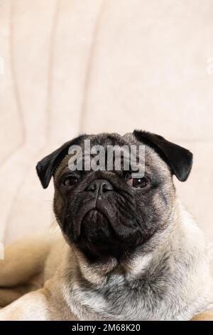 Un divertente pug di un anno si trova su un divano beige chiaro, un posto per il testo. Cani di piccola taglia purebed, negozio di animali domestici. Foto Stock