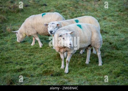 Le pecore Texel (Tips) all'inizio di gennaio si tenevano come un piccolo gruppo insieme dopo il loro uso nella stagione di allevamento autunnale. Foto Stock