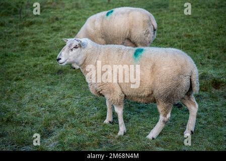 Le pecore Texel (Tips) all'inizio di gennaio si tenevano come un piccolo gruppo insieme dopo il loro uso nella stagione di allevamento autunnale. Foto Stock