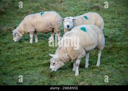 Le pecore Texel (Tips) all'inizio di gennaio si tenevano come un piccolo gruppo insieme dopo il loro uso nella stagione di allevamento autunnale. Foto Stock