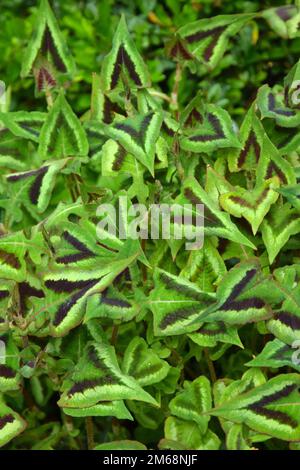 Impianto di microcefala Persicaria Foto Stock