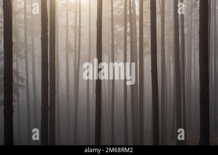 Nebbia densa nella foresta. Mattina nebbia nella foresta di pini. Foto Stock