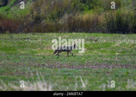 Una vista a fuoco selettivo di un coyote che attraversa un campo di erba verde Foto Stock