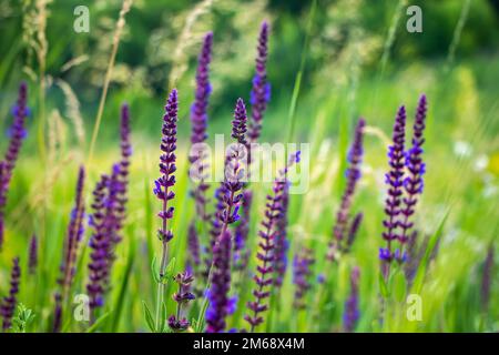 Primo piano pianta a base di erbe di Salvia nemorosa con fiori viola in un prato. Foto Stock