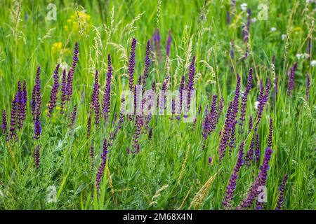 Primo piano pianta a base di erbe di Salvia nemorosa con fiori viola in un prato. Foto Stock