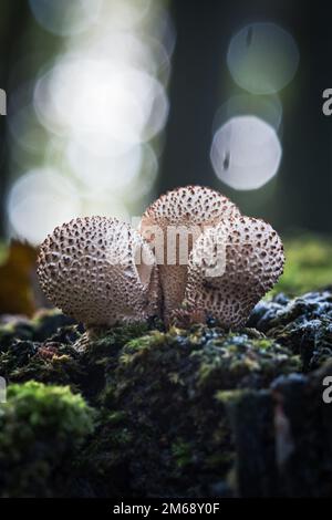 Un colpo verticale delle palle di Puffballs su un legno mossy Foto Stock