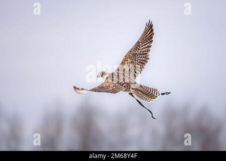 Caccia con falco pellegrino su cielo nuvoloso. Foto Stock