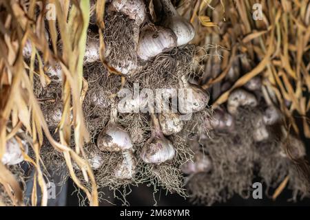 Aglio in fasci essiccati sotto tetto di casa rurale. Prodotto biologico ampiamente usato in cucina e medicina di nazione differenti. Messa a fuoco selettiva Foto Stock