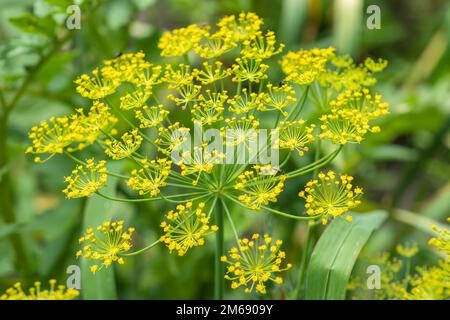 Aneto fresco Anethum graveolens che crescono sul letto di verdure. Erbe annuali, famiglia Apiaceae. Erbe fresche in crescita. Piante verdi nel giardino, ecologico Foto Stock