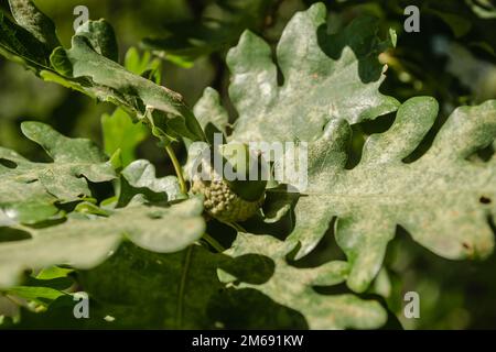 Un frutto di acorno verde nel tronco di un albero di quercia, illuminato dal sole del pomeriggio. Foto Stock