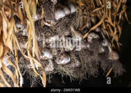 Aglio in fasci essiccati sotto tetto di casa rurale. Prodotto biologico ampiamente usato in cucina e medicina di nazione differenti. Messa a fuoco selettiva Foto Stock