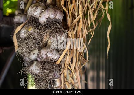 Aglio in fasci essiccati sotto tetto di casa rurale. Prodotto biologico ampiamente usato in cucina e medicina di nazione differenti. Messa a fuoco selettiva Foto Stock