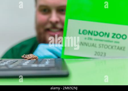 ZSL London Zoo, Regno Unito. 3rd gennaio 2023. Gli zootekeeper dello ZSL London Zoo iniziano a contare gli animali nel magazzino annuale dello zoo. Il custode, Unnar Aevarsson, conta l'ostetrica dello zoo Toad. Come requisito della licenza dello ZSL London Zoo, il controllo annuale richiede ai detentori quasi una settimana per essere completato e le informazioni vengono condivise con altri zoo di tutto il mondo tramite un database chiamato Species360, dove vengono utilizzate per gestire i programmi di allevamento per la conservazione degli animali in pericolo a livello mondiale. Foto di Amanda Rose/Alamy Live News Foto Stock