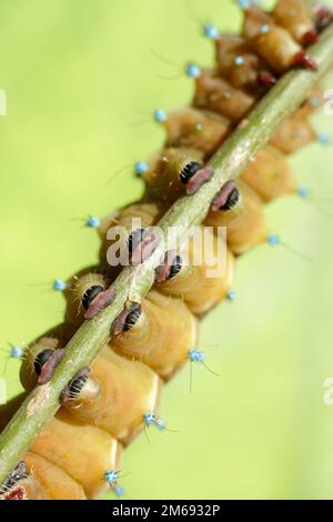 Titolo Foto Stock