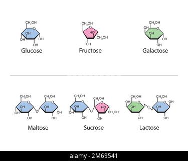Monosaccaridi e disaccaridi progettazione scientifica. illustrazione vettoriale. Illustrazione Vettoriale