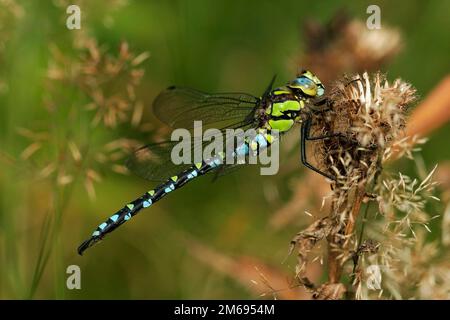 Maiden Mosaico verde-blu Foto Stock