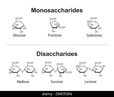 Monosaccaridi e disaccaridi progettazione scientifica. illustrazione vettoriale. Illustrazione Vettoriale