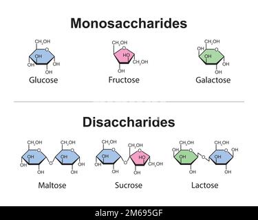 Monosaccaridi e disaccaridi progettazione scientifica. illustrazione vettoriale. Illustrazione Vettoriale