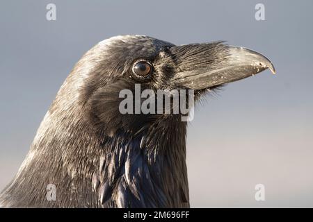 Corace di Raven Corvus comune fotografato nel Parco Nazionale di Jasper contro cielo blu chiaro. Primo piano con texture di piume dettagliate. Animale spirito, simbolo. Foto Stock