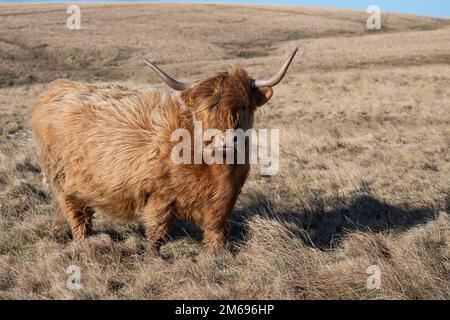 Highland Cow su Moorland spazzato dal vento soffiare capelli ed erba secca scena invernale con collina marrone Foto Stock
