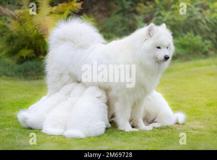 Cuccioli di cane samoyed, 6 settimane, madre succhiante, di fronte alla natura sfondo Foto Stock