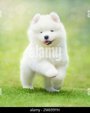 Cucciolo bianco di cane Samoyed che corre su erba verde. Foto Stock