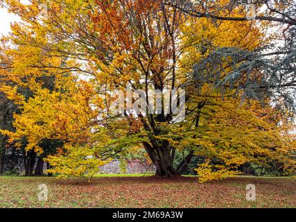 Grande albero giallo su un parco di Levico Terme, Italia - Ottobre 24th 2020. Foto Stock