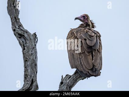Un avvoltoio con cappuccio criticamente minacciato (Necrosyrtes monachus) arroccato su un ramo. Kruger National Park, Sudafrica. Foto Stock
