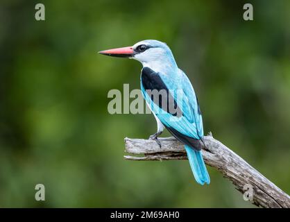 Un Martin pescatore di bosco (Halcyon senegalensis) arroccato su un ramo. Kruger National Park, Sudafrica. Foto Stock