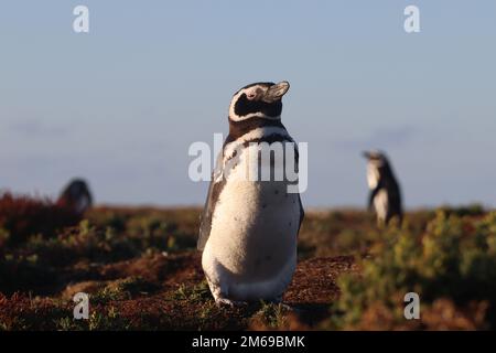 Pinguino magellanico (Spheniscus magellanicus) vicino al punto nord-ovest all'isola di carcassa nelle isole Falkland Foto Stock