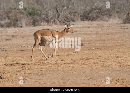 Impala (Aepyceros melampus), maschio adulto Foto Stock