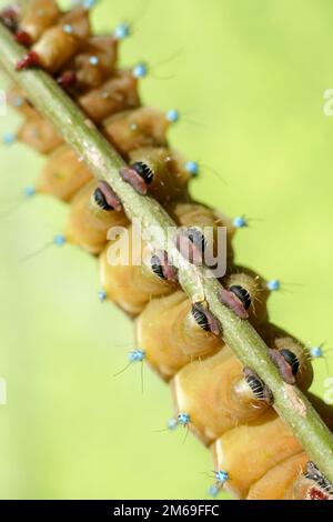 Caterpillar 2 Foto Stock