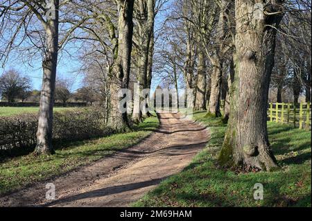 Alberi alla luce del sole d'inverno che mostrano il dettaglio della corteccia su una strada a ponte vicino al villaggio nord di Swerford, nell'Oxfordshire Foto Stock