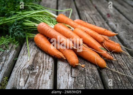 Carote appena raccolte dall'orto di casa. Foto Stock