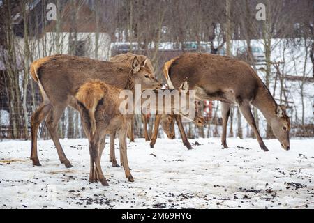 Gruppo di cervi rossi giovani e femmine che camminano e pascolano nei pressi di un villaggio in campagna in un campo con neve, erba secca e muschio in una fredda giornata invernale Foto Stock