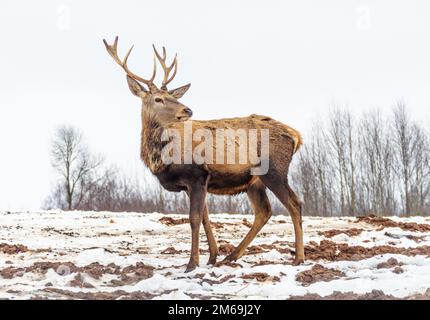 Bello maschio adulto cervo rosso, cervo o hart, con grande corno a piedi libero in un campo con neve, erba secca e muschio in una fredda giornata invernale Foto Stock