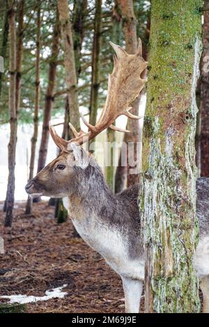 Bel maschio di capriolo europeo o buck con grande corno a piedi e pascolo nella foresta tra gli alberi in una fredda giornata invernale, verticale Foto Stock