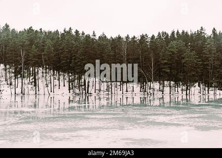 Splendido paesaggio invernale con lago ghiacciato e pinete che si riflettono sul ghiaccio Foto Stock