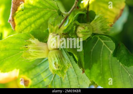 Un macrofo di un grappolo di nocciole appeso ai rami di un nocciola ritorto Foto Stock