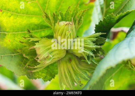 Un macrofo di un grappolo di nocciole appeso ai rami di un nocciola ritorto Foto Stock