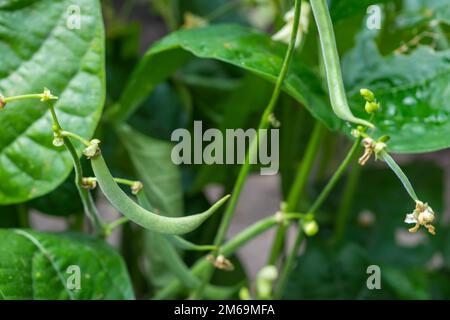 Fiori e foglie di fagiolini Phaseolus vulgaris in un campo Foto Stock