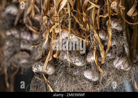 Aglio in fasci essiccati sotto tetto di casa rurale. Prodotto biologico ampiamente usato in cucina e medicina di nazione differenti. Messa a fuoco selettiva Foto Stock