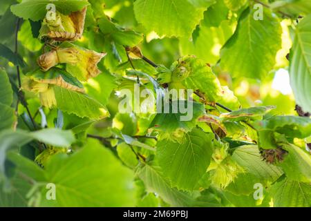 Un macrofo di un grappolo di nocciole appeso ai rami di un nocciola ritorto Foto Stock