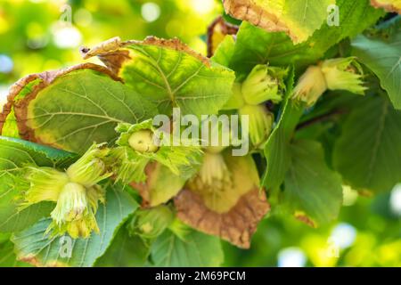 Un macrofo di un grappolo di nocciole appeso ai rami di un nocciola ritorto Foto Stock