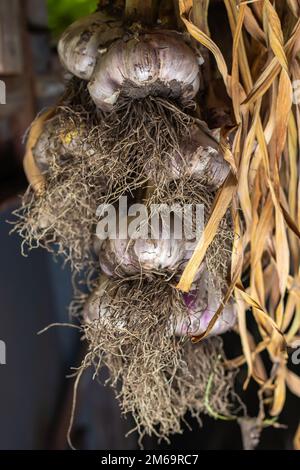 Aglio in fasci essiccati sotto tetto di casa rurale. Prodotto biologico ampiamente usato in cucina e medicina di nazione differenti. Messa a fuoco selettiva Foto Stock