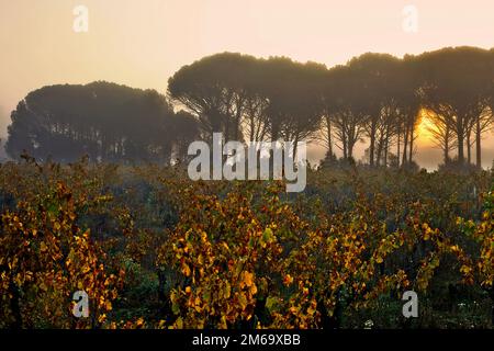 Pini e viti, Cotes du Rhone, Provenza, Francia Foto Stock