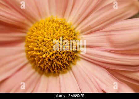 Carta helikrysum a margherita Foto Stock